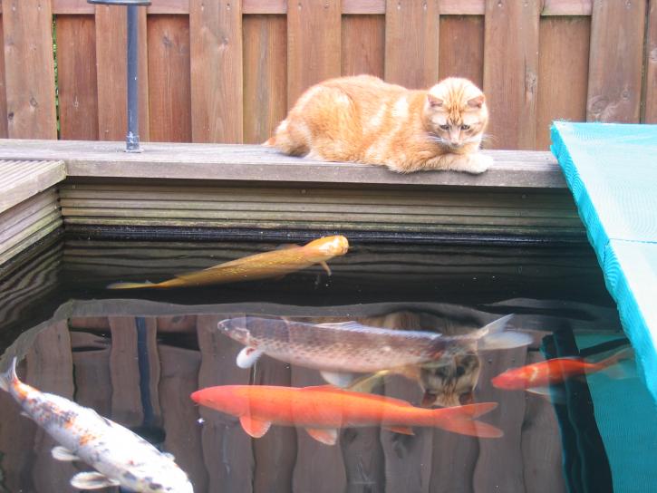 Onze poedeliewoepsie bekijkt de koi