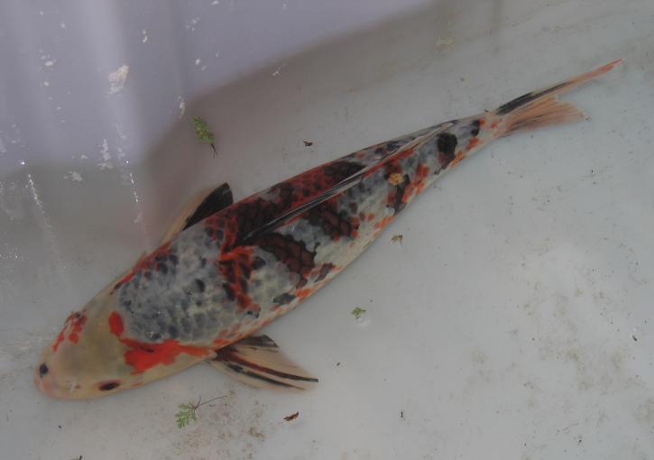 Eurokoi