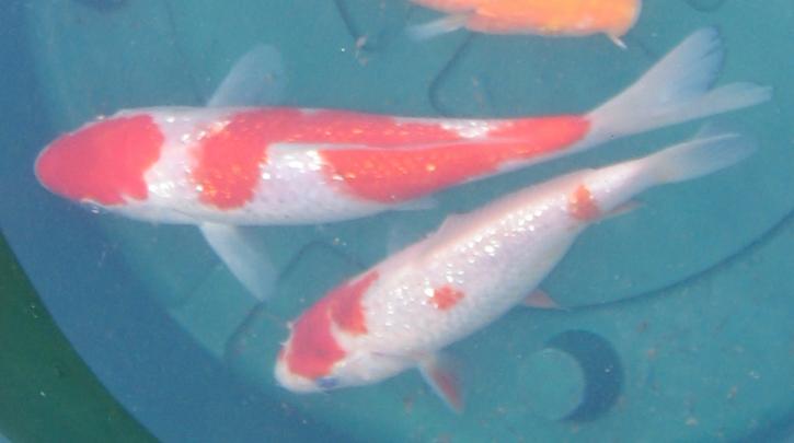Gin-rin Kohaku's
