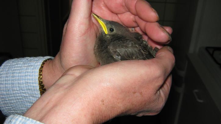 Tuinfluiter uit het nest gevallen