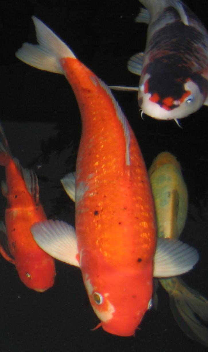 De andere oranje II