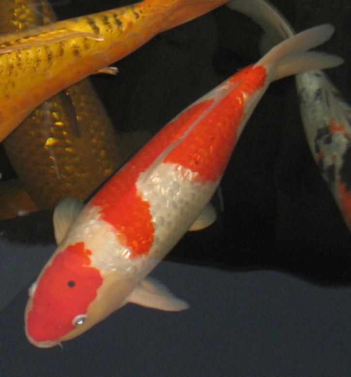 De Kohaku I