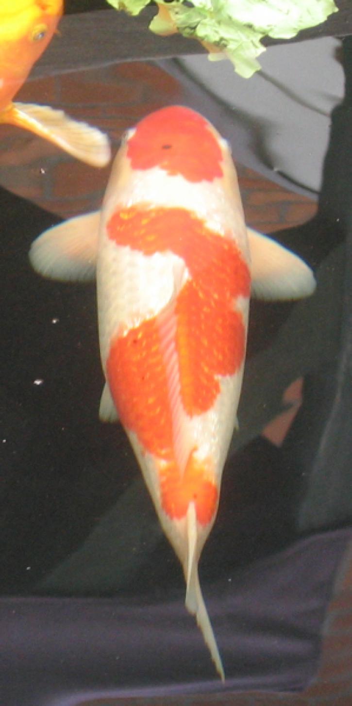 De Kohaku II