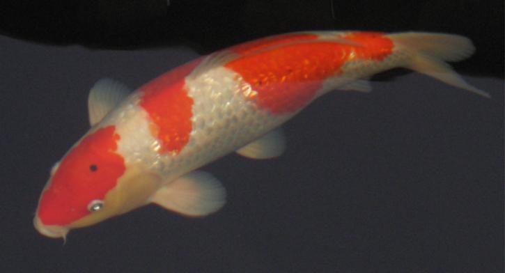 De Kohaku III