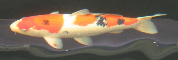 De Sanke II