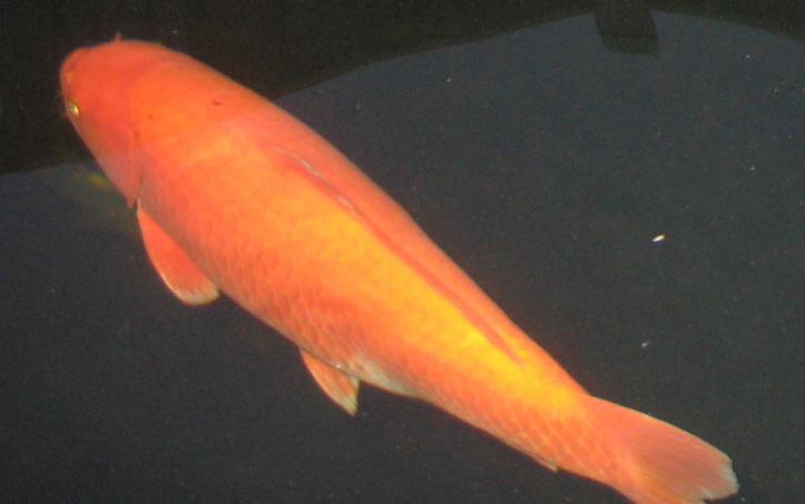 De ene oranje II