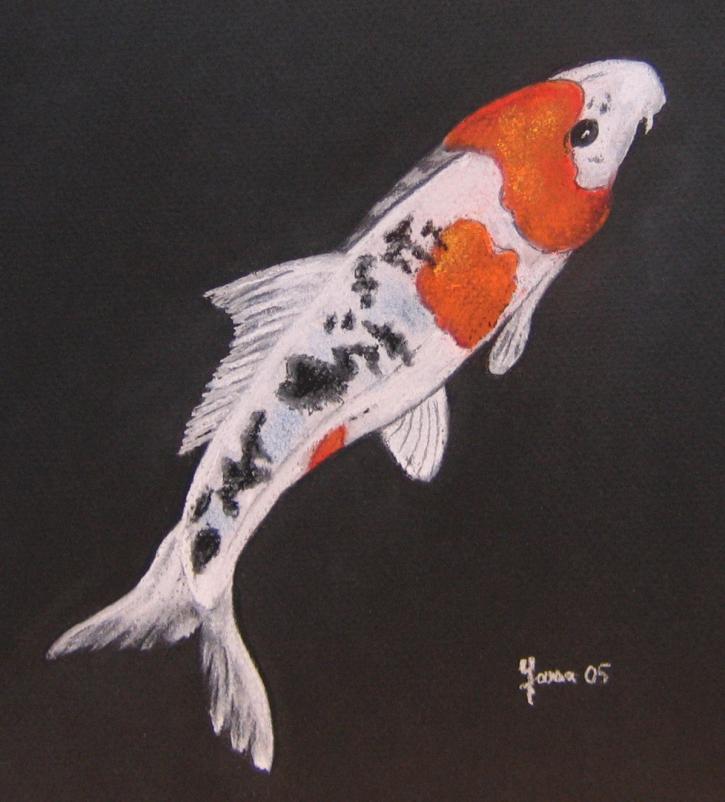 Koi