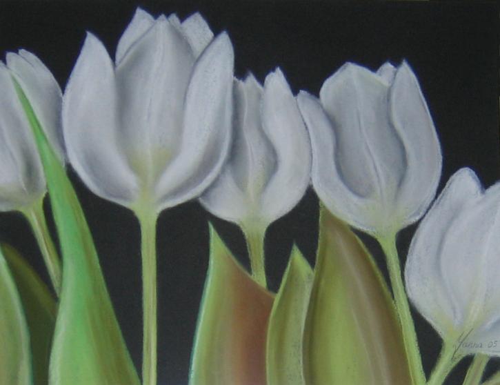 Witte tulpen